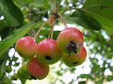 Crab Apple_1 